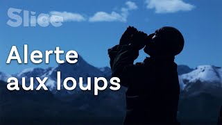 Chasser des loups pour survivre