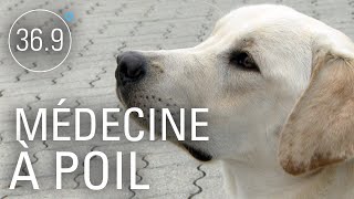 Chiens dépisteurs de maladie