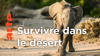 Documentaire Désert du Namib, entre dunes et océan | Les derniers paradis sauvages (2/6)