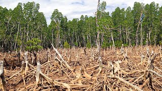 Documentaire Forêts de Madagascar, un trésor à sauver