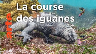 Galapagos, des îles enchantées | Les derniers paradis sauvages (4/6)