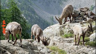 Les Alpes françaises, du mont Blanc à la Méditerranée