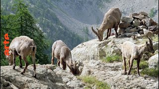 Documentaire Les Alpes françaises, du mont Blanc à la Méditerranée