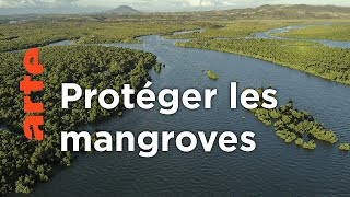 Madagascar - la forêt aux esprits | La vie secrète des mangroves (2/3)