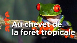 Nature, le retour du sauvage
