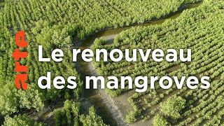 Documentaire Sénégal – les pieds dans le sel | La vie secrète des mangroves (1/3)