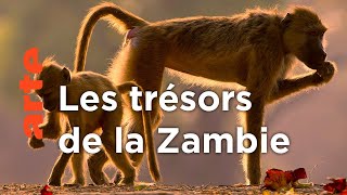 Documentaire Zambie, la vallée émeraude de la Luangwa | Les derniers paradis sauvages (3/6)