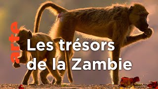 Zambie, la vallée émeraude de la Luangwa | Les derniers paradis sauvages (3/6)