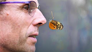 Au paradis des papillons
