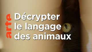 Documentaire De quoi parlent les animaux ? | 42, la réponse à presque tout