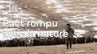 Être nomades dans une Mongolie en évolution