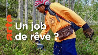 Les cueilleurs de baies thaïlandais en Suède