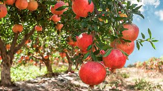 Les "superfruits" : miracle ou marketing ?