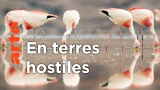Patagonie, le bout du monde | Les derniers paradis sauvages (5/6)