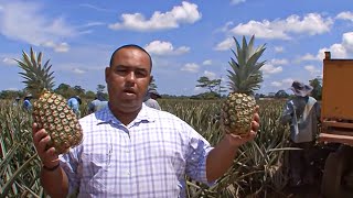 Voyage au pays de l'ananas