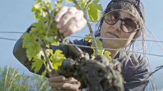 Documentaire A la découverte des vins naturels
