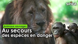 Documentaire Animaux sauvages : au secours des espèces en danger