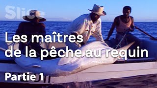 Documentaire Attraper un requin-tigre