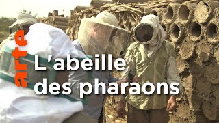 Au secours de l’abeille naturelle du Nil