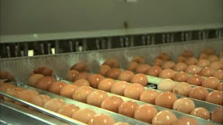 Ces oeufs que les industriels utilisent…