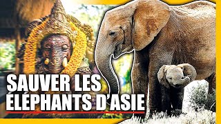 La protectrice des éléphants d'Asie
