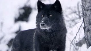 Documentaire Les animaux de Sibérie