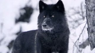 Les animaux de Sibérie