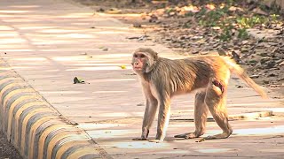 Documentaire Leur mission, sauver les singes errants