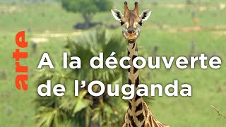 Ouganda | Invitation au voyage