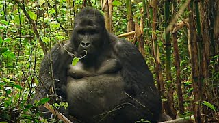 Documentaire Rwanda, les derniers gorilles