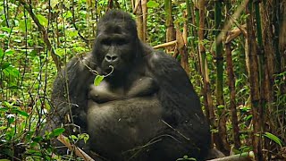 Rwanda, les derniers gorilles