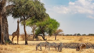 Documentaire Tanzanie, le paradis sauvage