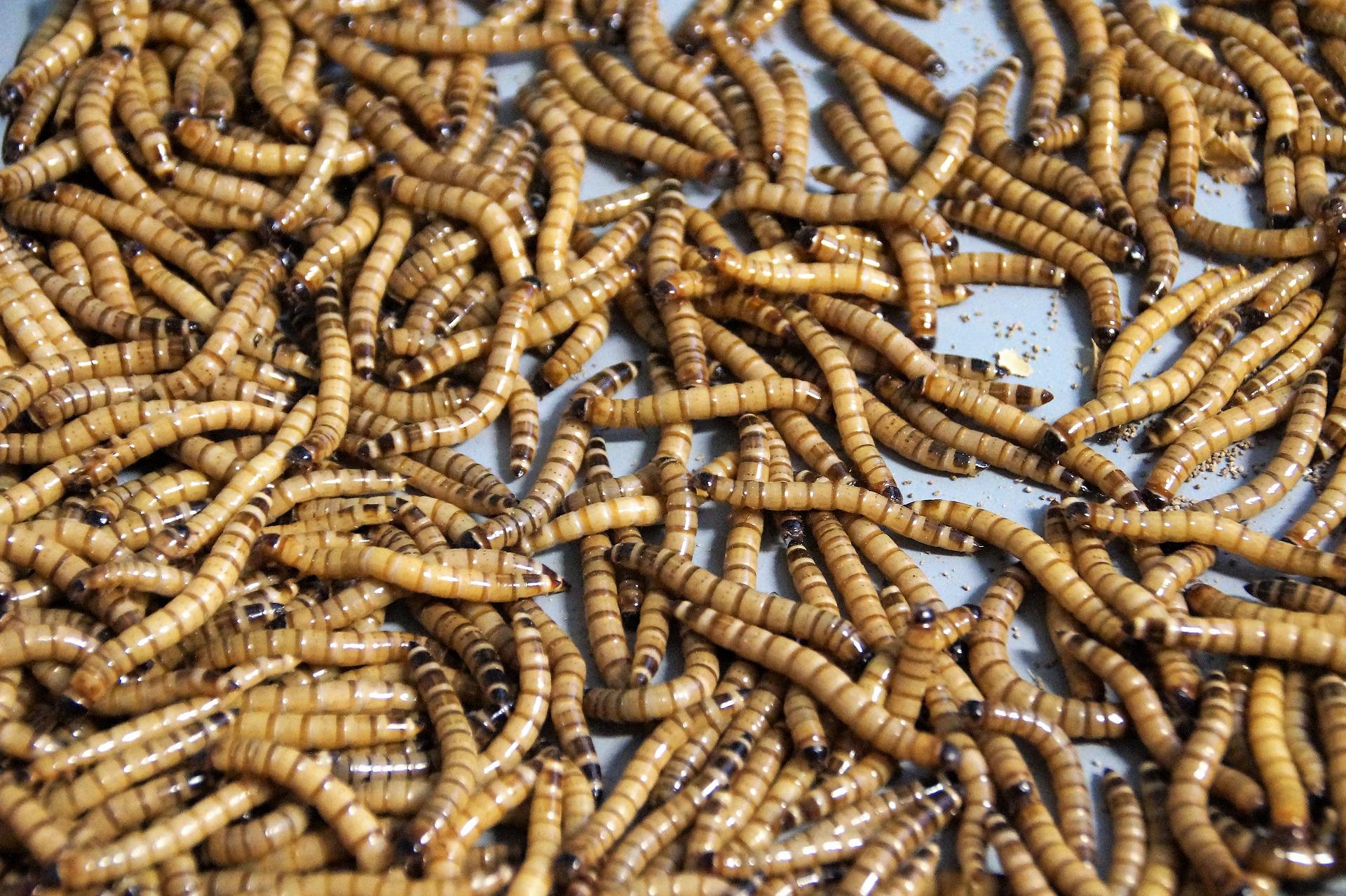 Documentaire L’entomoculture : une solution d’avenir pour notre planète ?