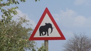 Documentaire Au pays du safari – Carnets d’Afrique du sud
