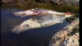 Découverte du Monde – Animaux marins en danger