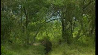 Découverte du Monde - Espèces africaines en danger