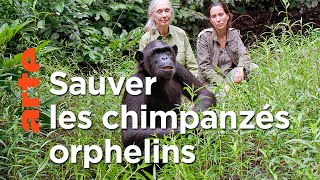 Jane Goodall au secours des chimpanzés du Congo