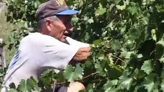 La route des vins en Uruguay