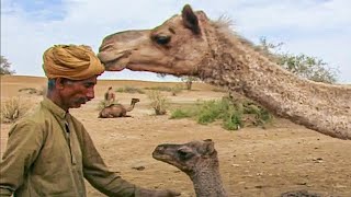 Documentaire Le père des chameaux – Les Seigneurs des Animaux