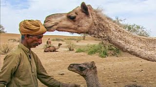 Le père des chameaux – Les Seigneurs des Animaux