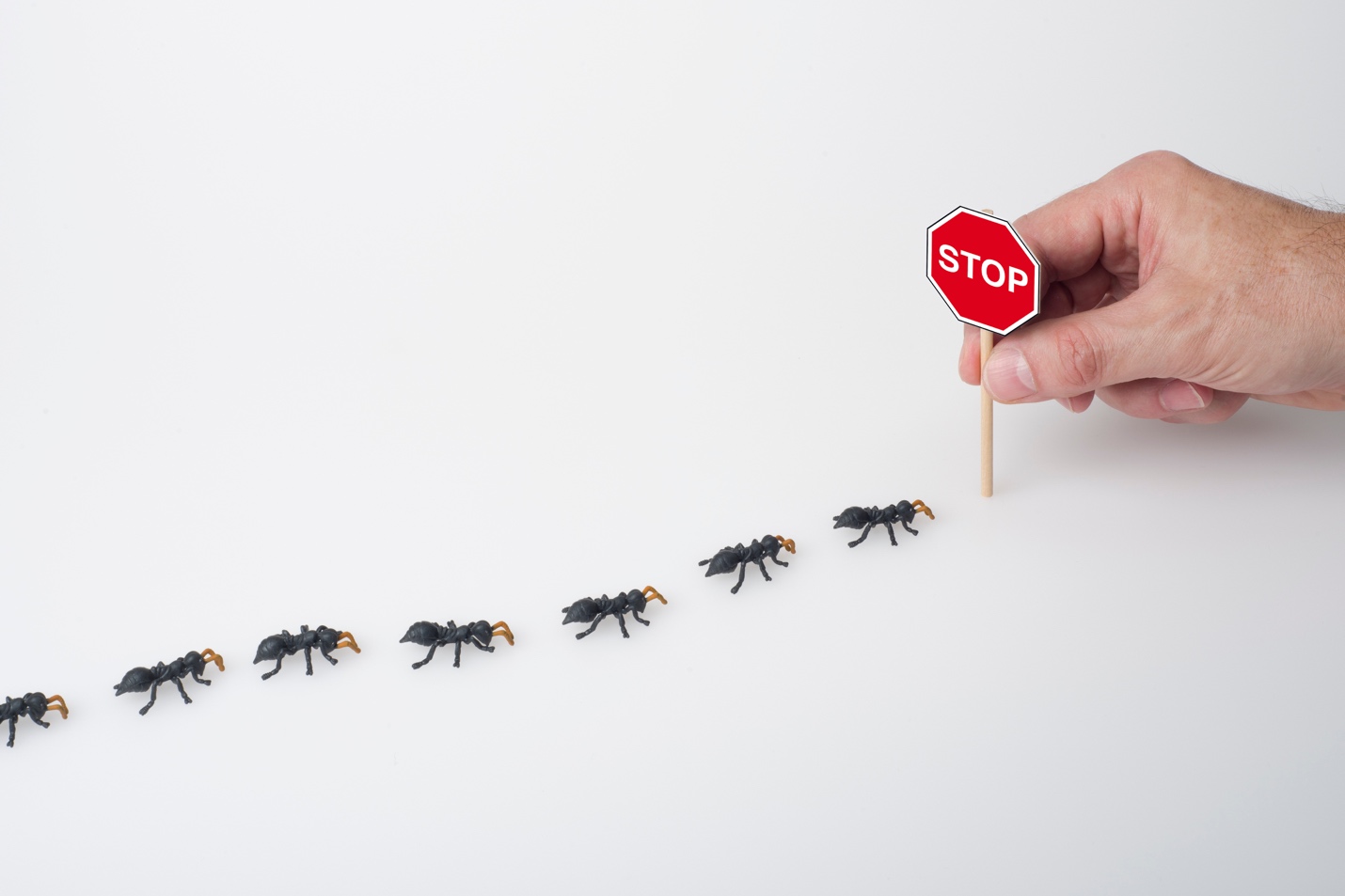 Documentaire 6 astuces naturelles pour éloigner les fourmis de votre maison