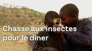 Capturer les termites ailés et les sauterelles au Cameroun