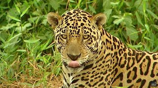 Dans la Jungle – Conflits dans la Nature