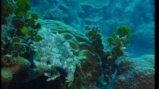 Découverte du Monde - Coraux et fonds marins
