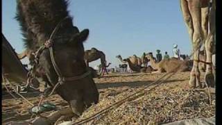Découverte du Monde - Pushkar, fête indienne