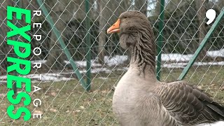 Ils veulent sauver l’oie de Toulouse