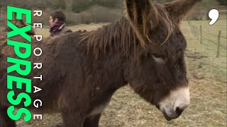 Documentaire J’achète un âne !