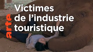 La femme qui murmurait à l’oreille des éléphants