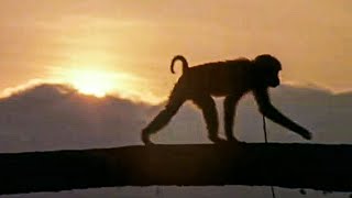 Documentaire Le maître des singes – Les seigneurs des animaux