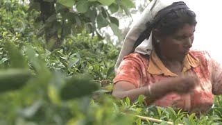 Documentaire Le thé vert, sur les traces de la feuille miraculeuse